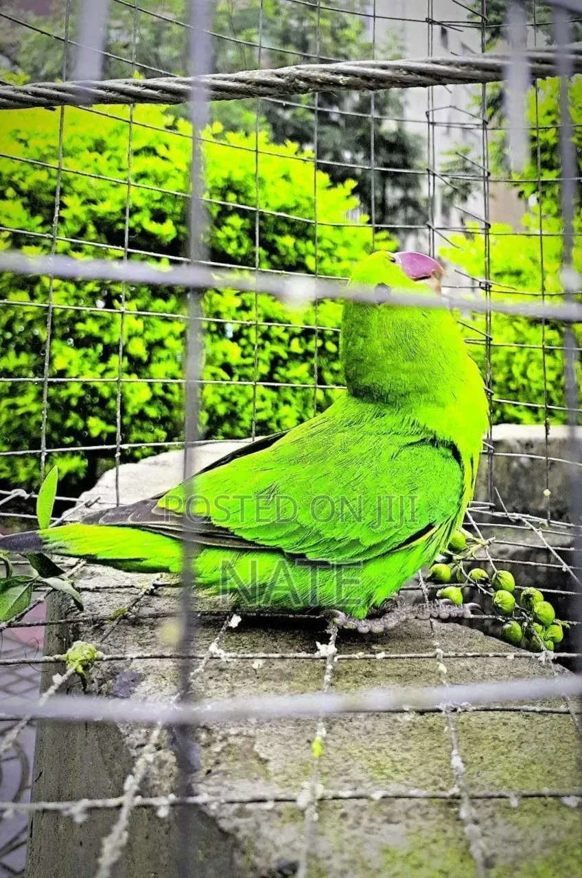Pet Parrot