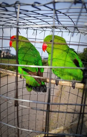 Pet Parrot