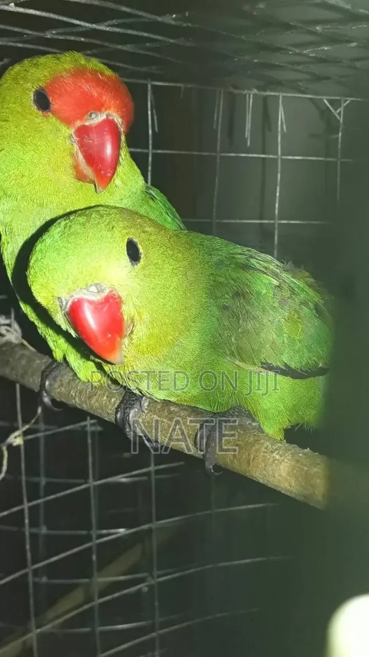Pet Parrot