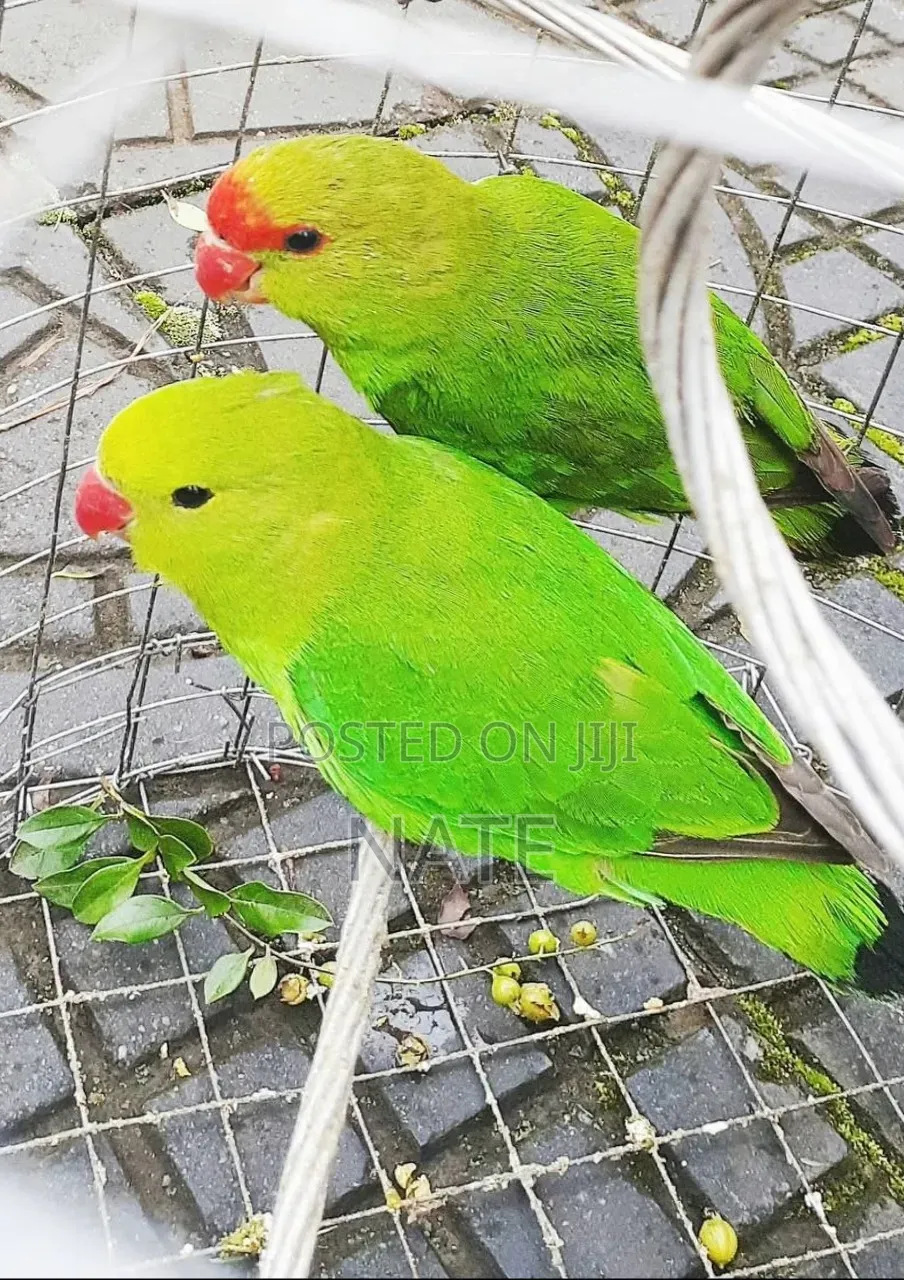 Pet Parrot