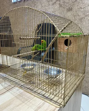 Pet Parrot