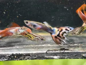 Different Color of GUPPYS