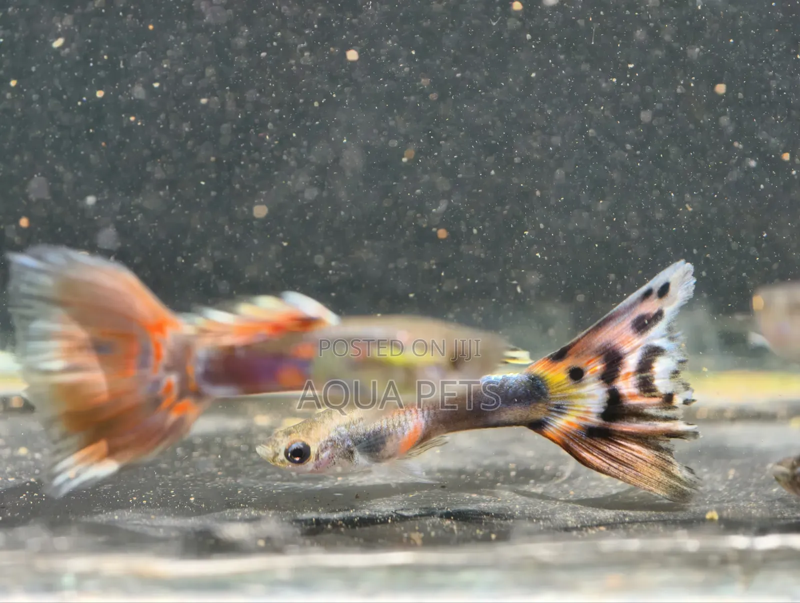 Different Color of GUPPYS