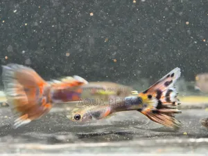 Different Color of GUPPYS