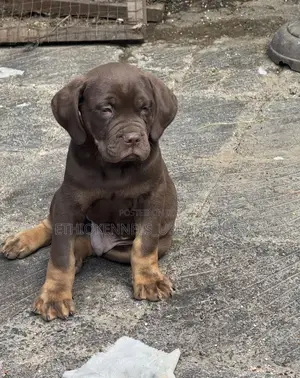 1-3 months Male Purebred Bullmastiff