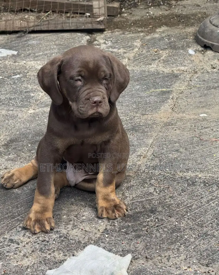 1-3 months Male Purebred Bullmastiff