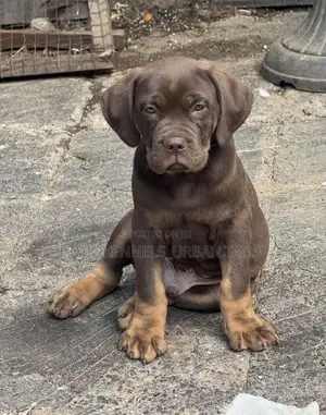 1-3 months Male Purebred Bullmastiff