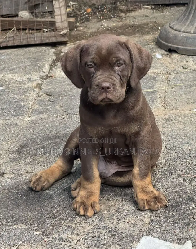 1-3 months Male Purebred Bullmastiff