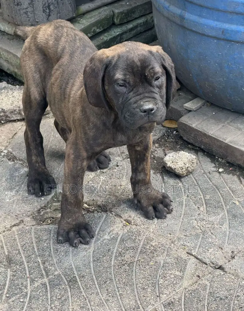 1-3 months Male Purebred Bullmastiff