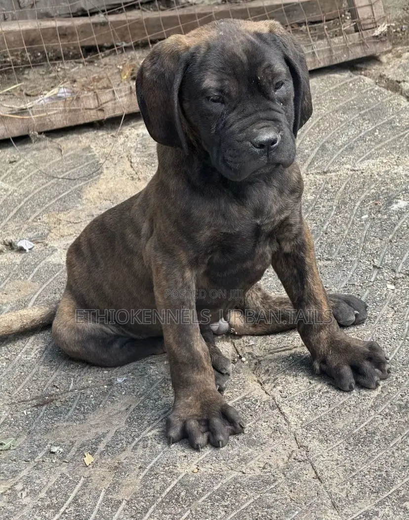 1-3 months Male Purebred Bullmastiff