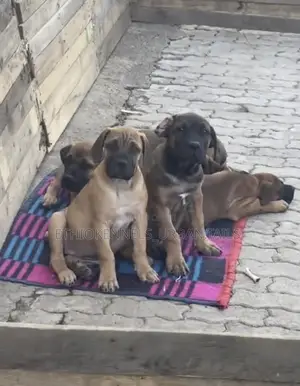 1-3 months Male Purebred Boerboel