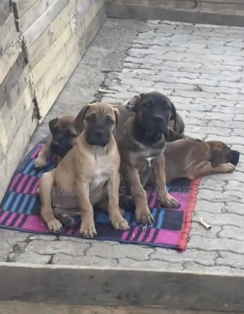 1-3 months Male Purebred Boerboel