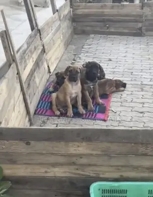 1-3 months Male Purebred Boerboel