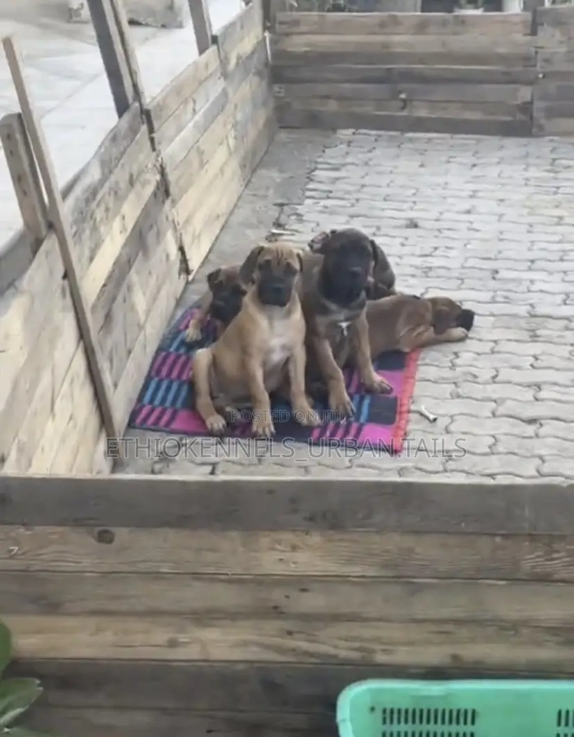 1-3 months Male Purebred Boerboel