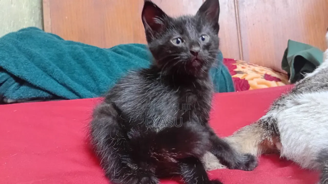 1-3 months Male Mixed Breed Abyssinian