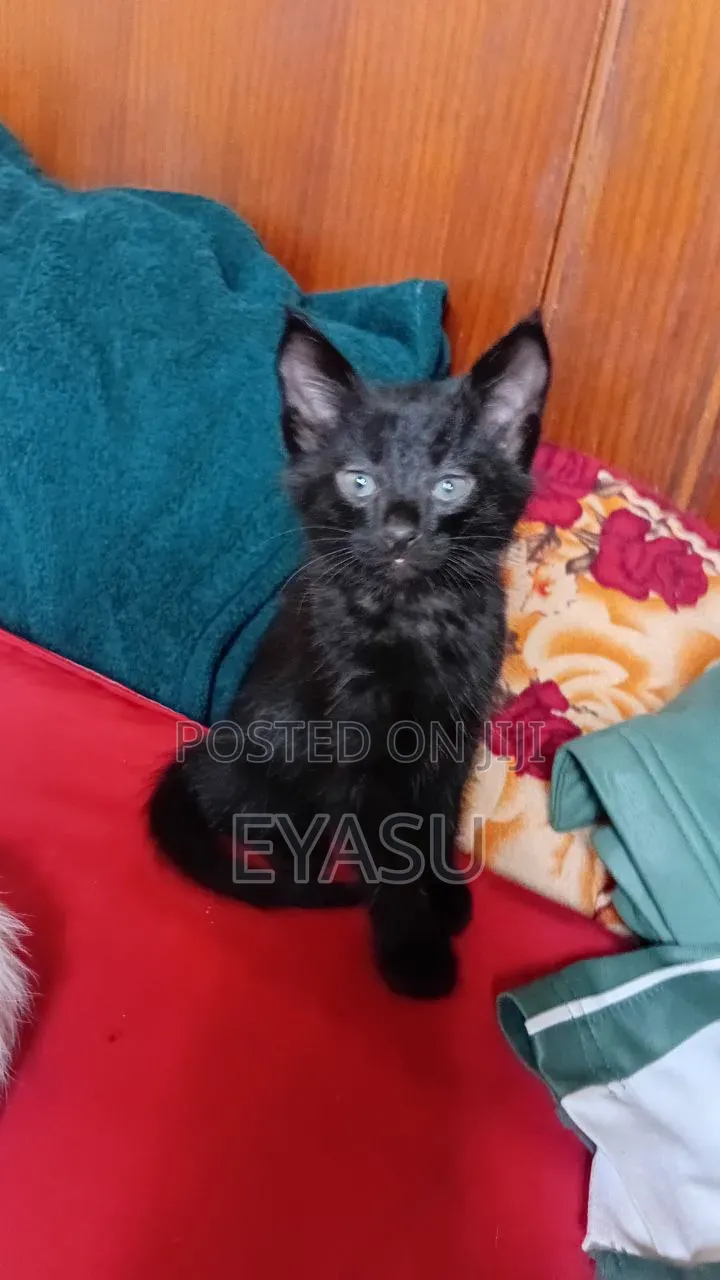 1-3 months Male Mixed Breed Abyssinian