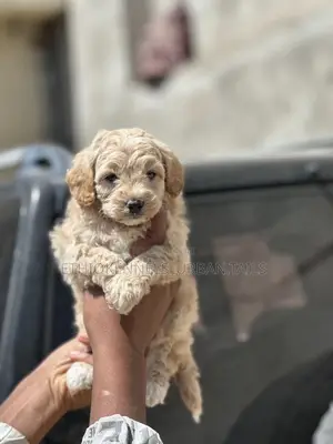 1-3 months Male Purebred Poodle