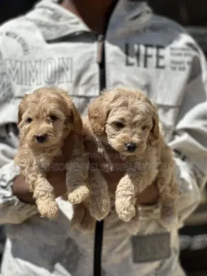 1-3 months Male Purebred Poodle