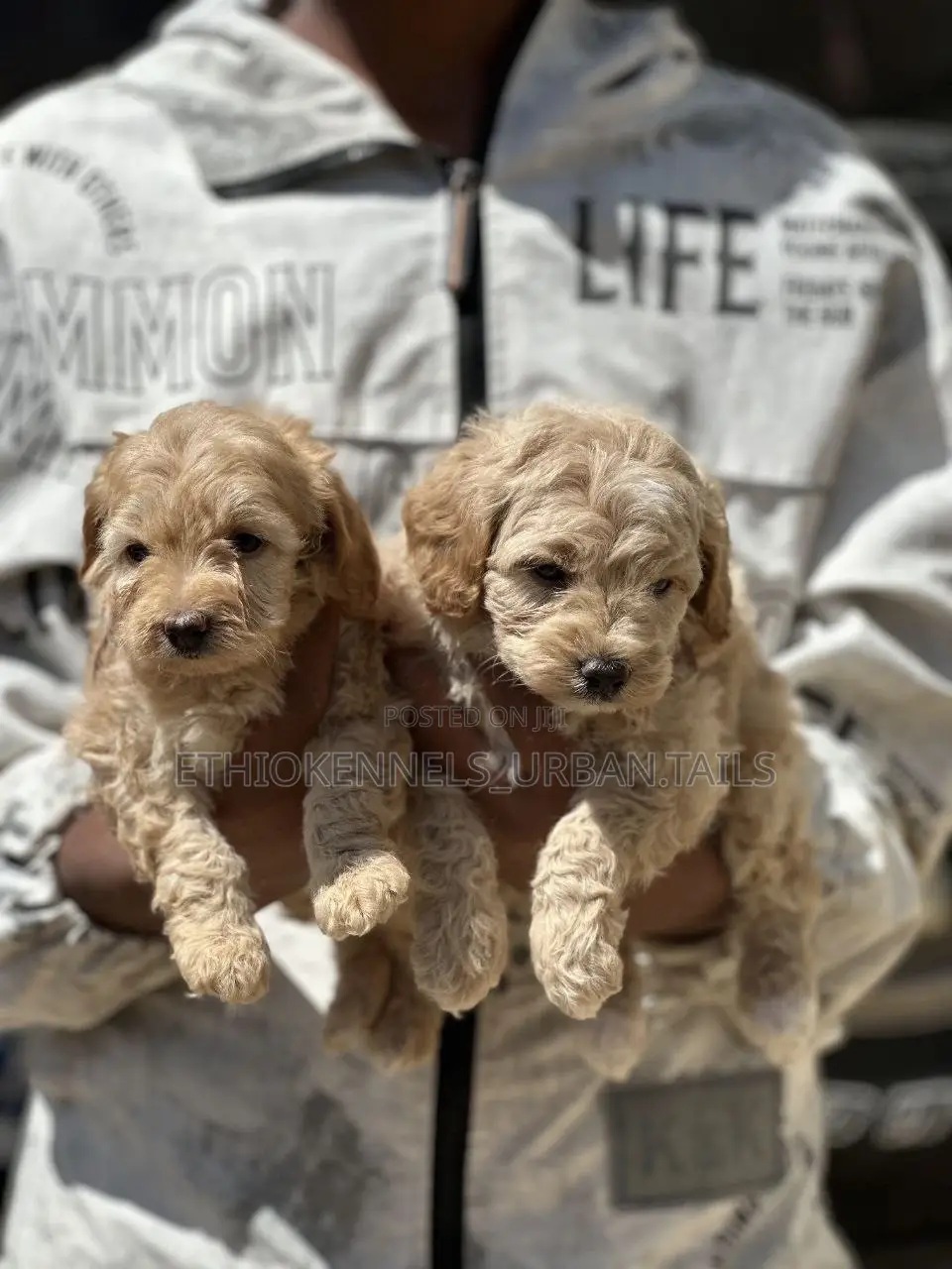 1-3 months Male Purebred Poodle