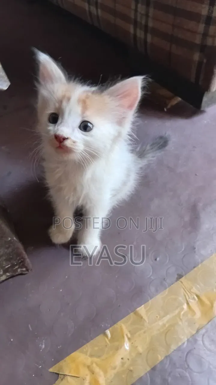 1-3 months Female Mixed Breed Abyssinian