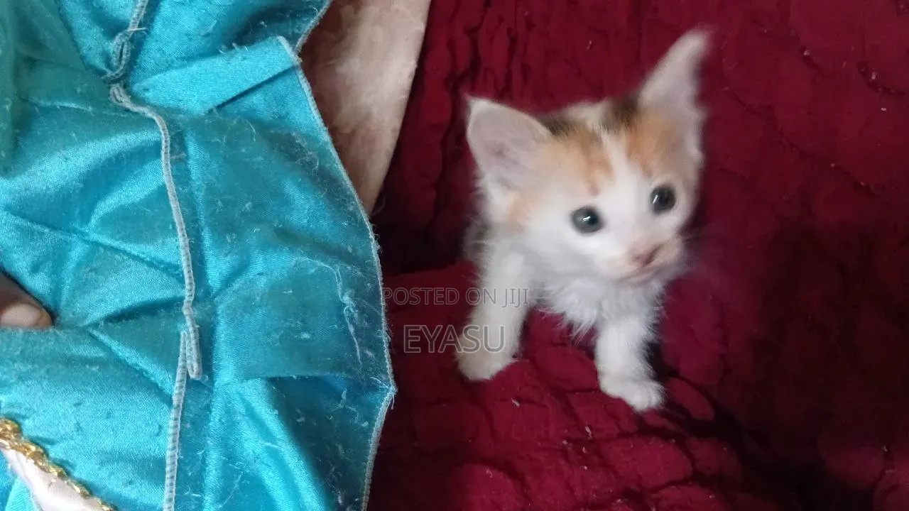 1-3 months Female Mixed Breed Abyssinian