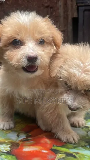 1-3 months Male Purebred Maltese