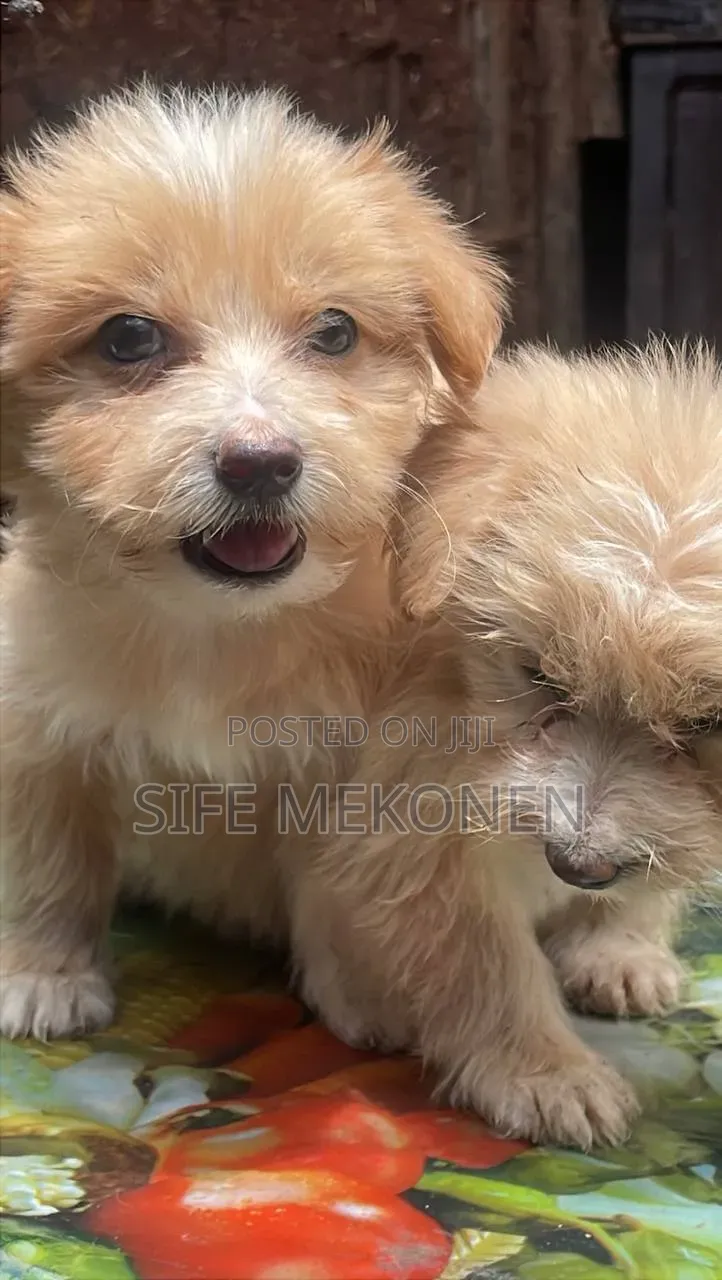 1-3 months Male Purebred Maltese