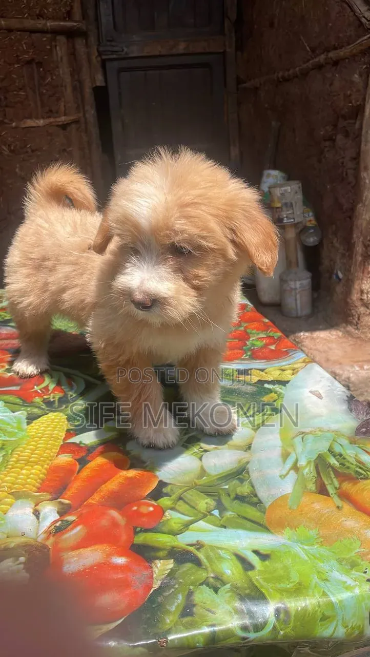 1-3 months Male Purebred Maltese