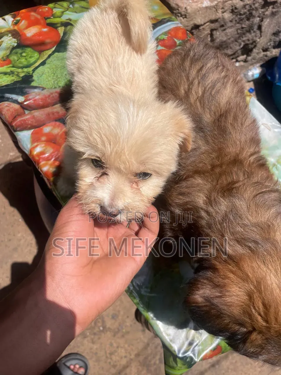 1-3 months Male Purebred Maltese