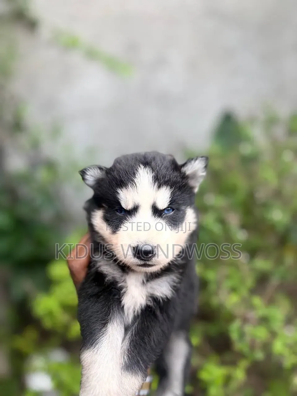 1-3 months Male Purebred Siberian Husky