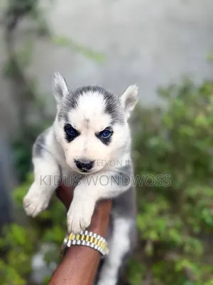 1-3 months Male Purebred Siberian Husky