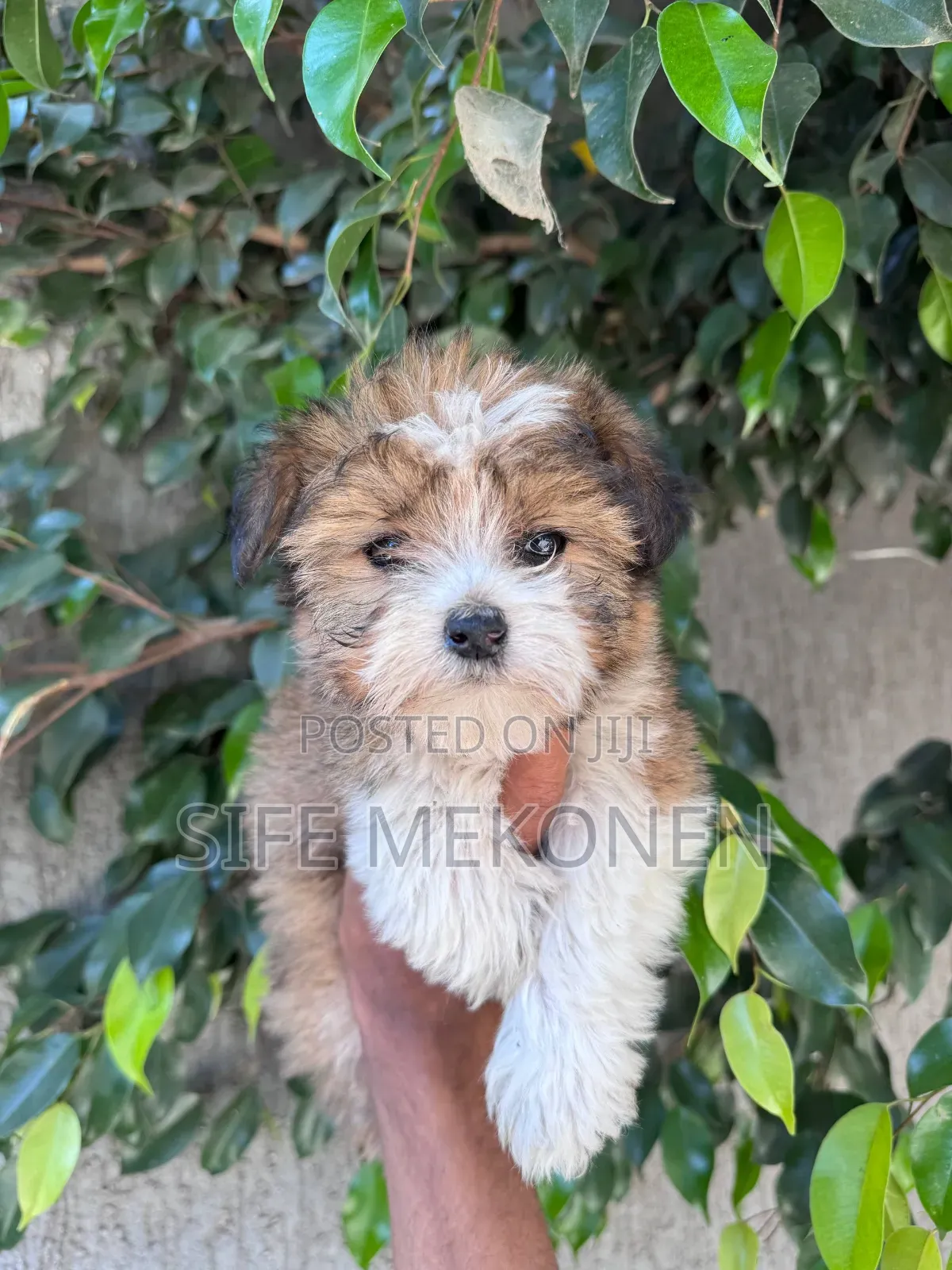 1-3 months Female Purebred Maltipoo