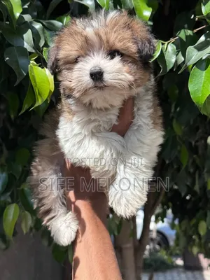 1-3 months Female Purebred Maltipoo