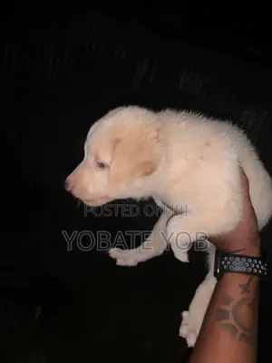 1-3 months Male Mixed Breed Dog