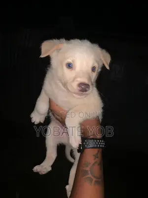 1-3 months Male Mixed Breed Dog