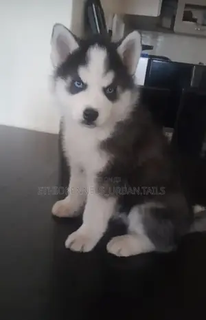 1-3 months Male Purebred Siberian Husky