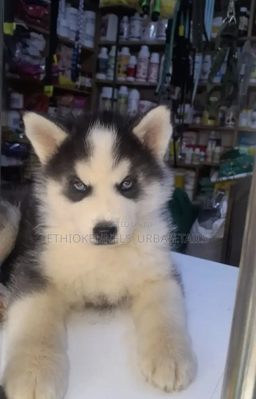 1-3 months Male Purebred Siberian Husky