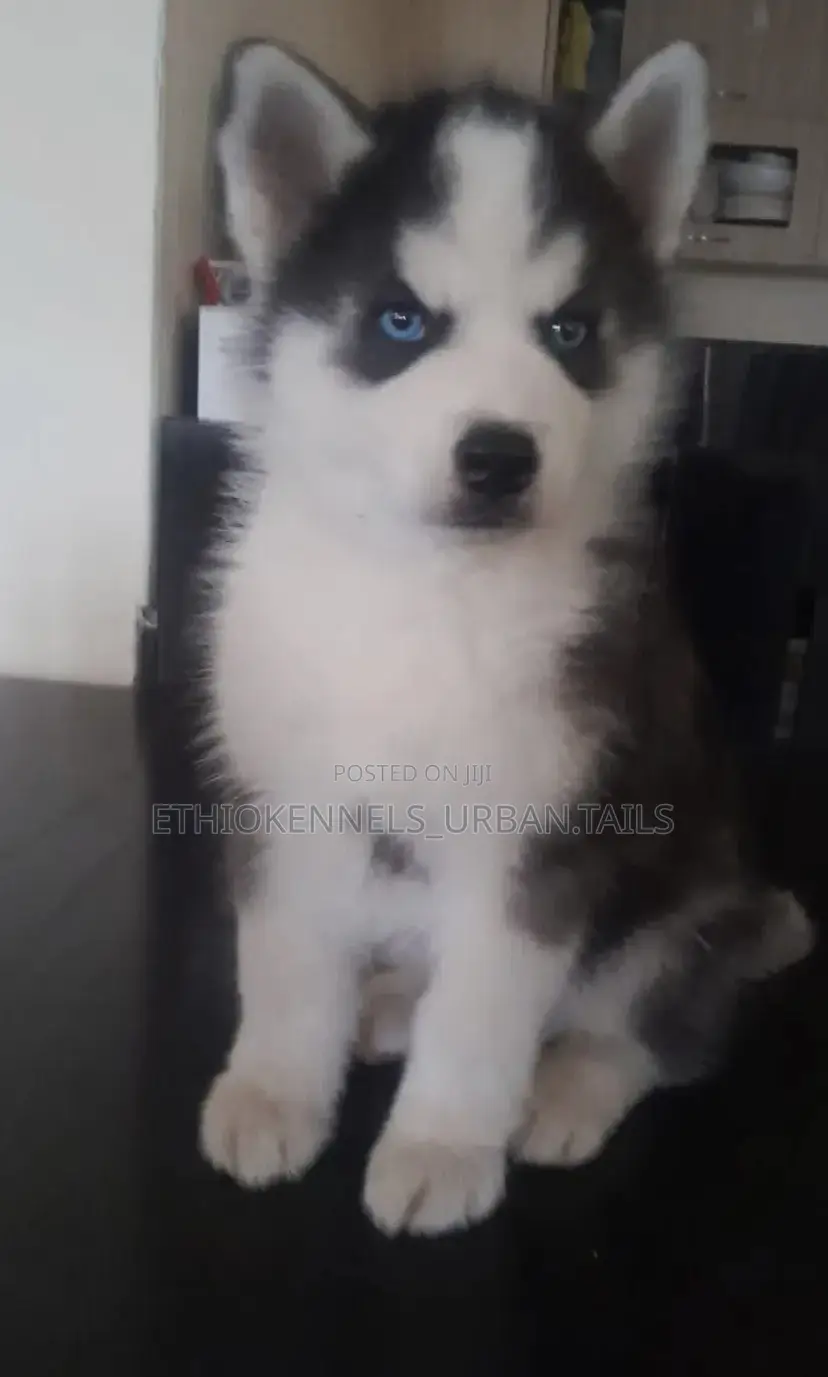 1-3 months Male Purebred Siberian Husky