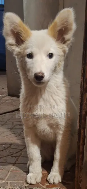 3-6 months Male Mixed Breed Siberian Husky