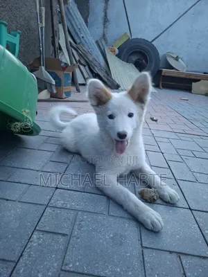 3-6 months Male Mixed Breed Siberian Husky