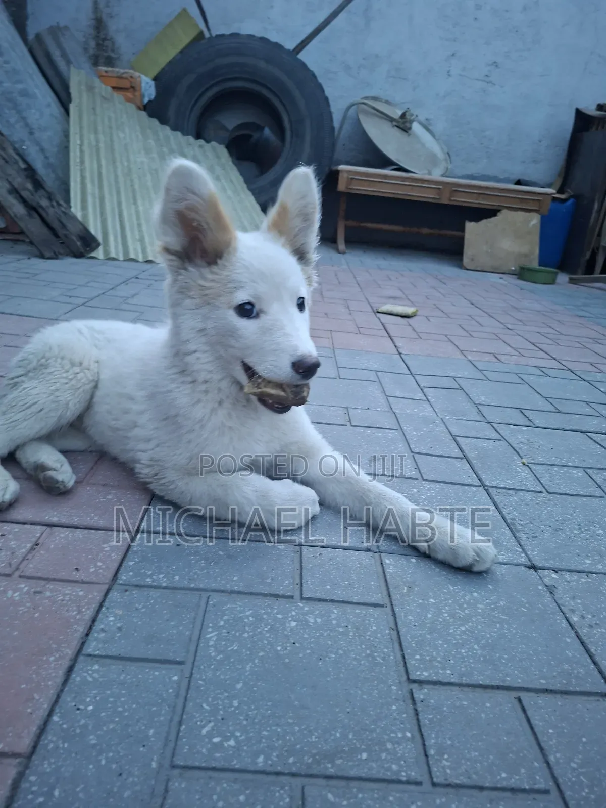 3-6 months Male Mixed Breed Siberian Husky