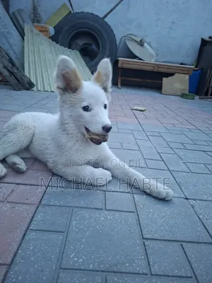 3-6 months Male Mixed Breed Siberian Husky