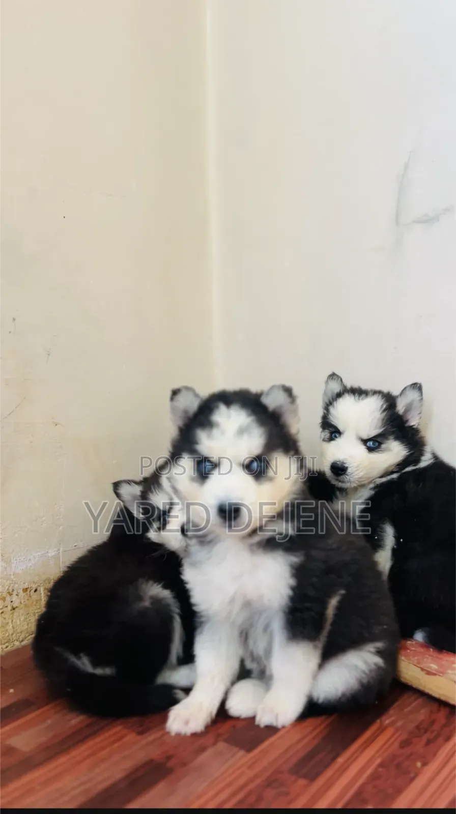 1-3 months Male Purebred Siberian Husky