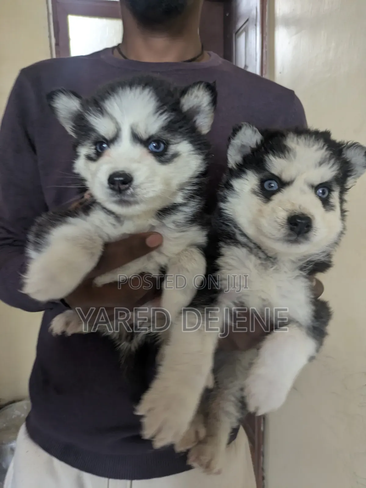 1-3 months Male Purebred Siberian Husky