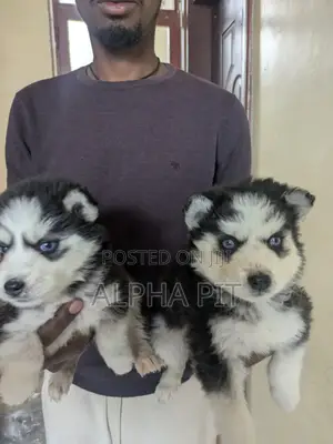 1-3 months Female Purebred Siberian Husky