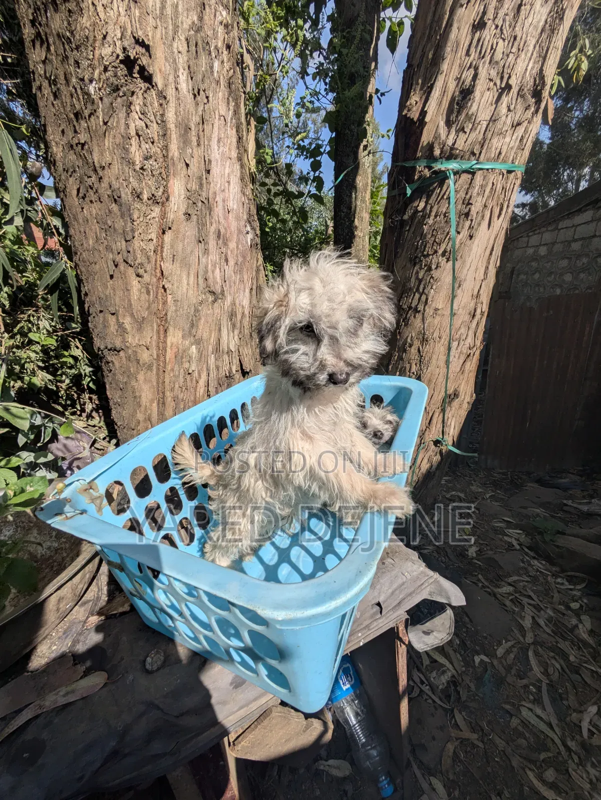 1-3 months Female Purebred Maltese