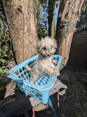 1-3 months Female Purebred Maltese