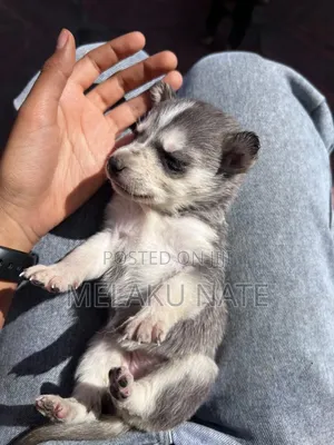 1-3 months Male Purebred Siberian Husky