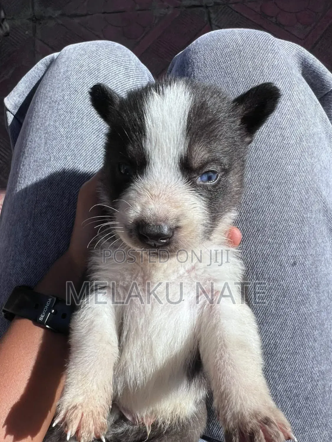 1-3 months Male Purebred Siberian Husky