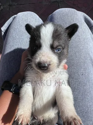 1-3 months Male Purebred Siberian Husky